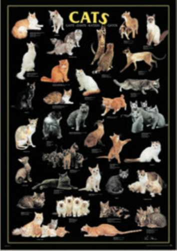 Wide Wild Life - Cats RICO5804N00028